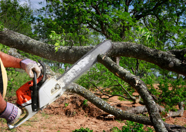 Best Tree Disease Treatment  in Morenci, AZ